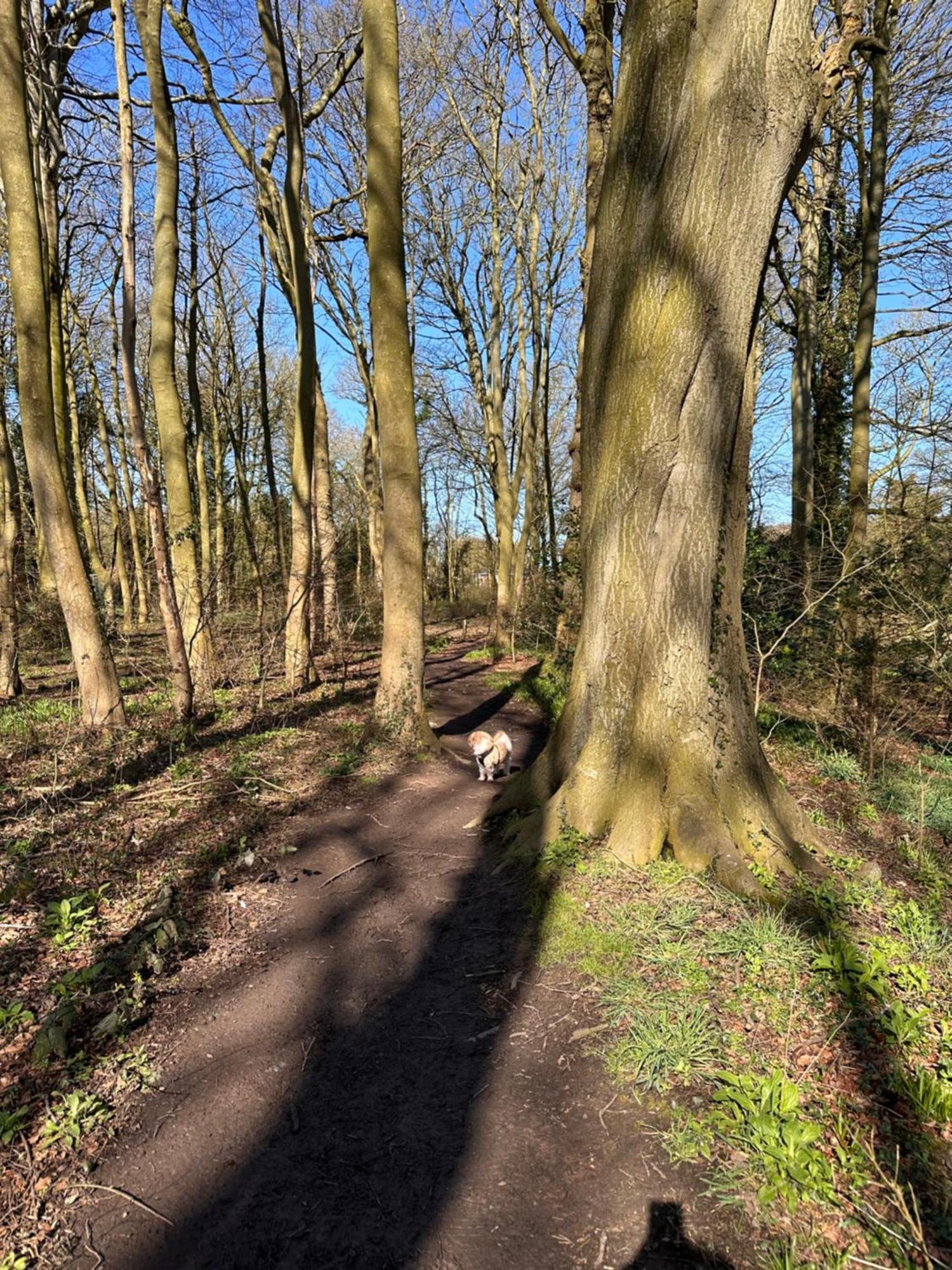 Max'S Woodland Lodge Bridlington Bagian luar foto